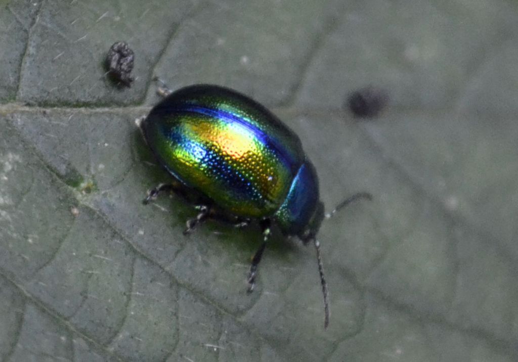Chrysolina fastuosa ? S.